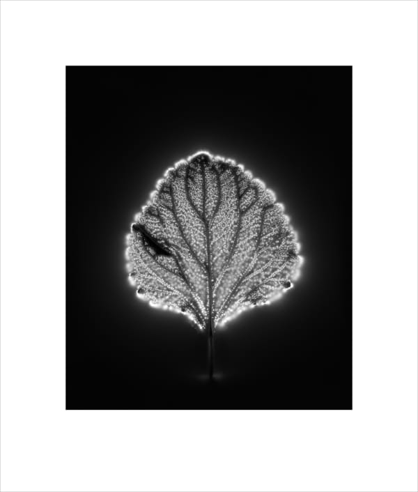 Marie-Jeanne Musiol, Corps de lumière no 61 GR (Plectranthus) / Bodies of Light no. 61 GR (Plectranthus), 2024