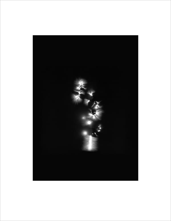 Marie-Jeanne Musiol, Corps de lumière no 79 (Graines en tige) / Bodies of Light no. 79 (Seeds on stem), 2024