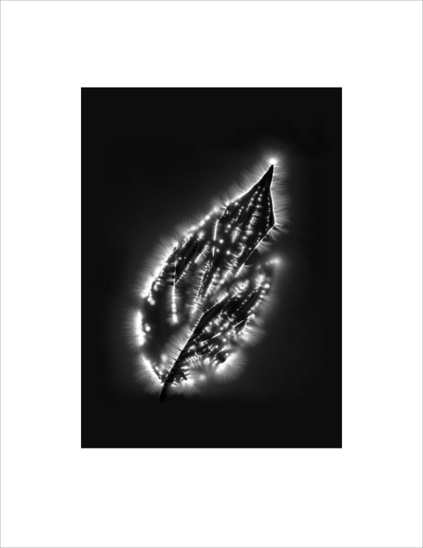 Marie-Jeanne Musiol, Corps de lumière no 74 (Érable) / Bodies of Light no. 74 (Maple), 2024