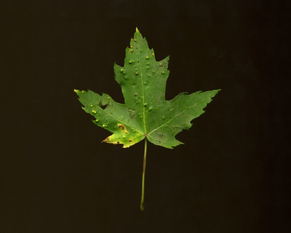 Chih-Chien Wang, Found Object / Leaf #1, 2011