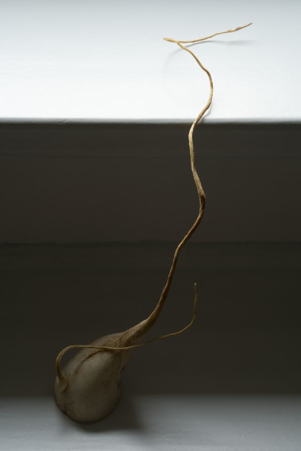 Chih-Chien Wang, Daikon, 2021