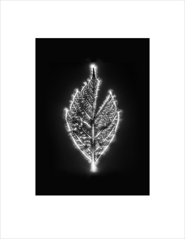 Marie-Jeanne Musiol, Corps de lumière no 184 (Érable) / Bodies of Light no. 184 (Maple), 2024