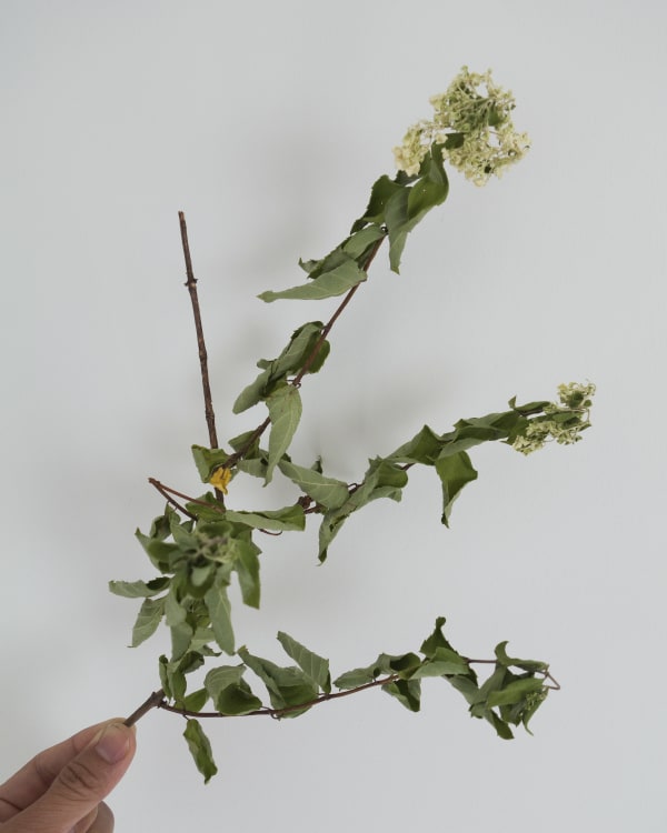 Chih-Chien Wang, Holding a Branch, 2015