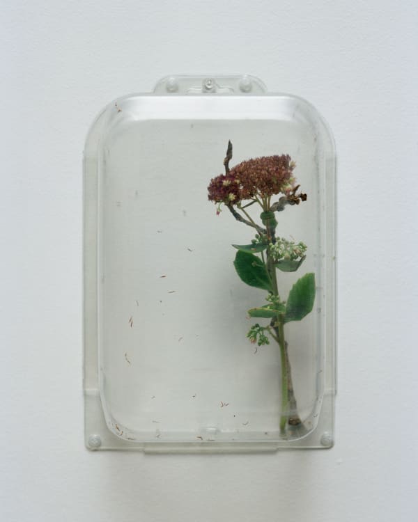 Chih-Chien Wang, Two Items in a box #3, 2012