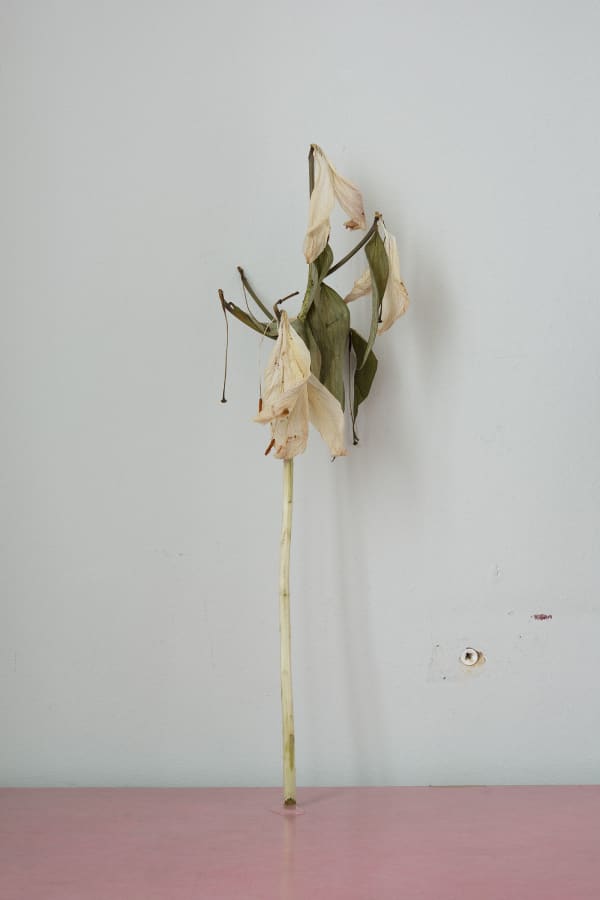 Chih-Chien Wang, Flower On Pink Table, 2020