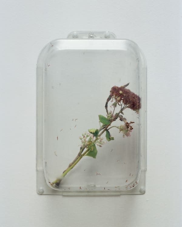 Chih-Chien Wang, Two Items in a box #6, 2012