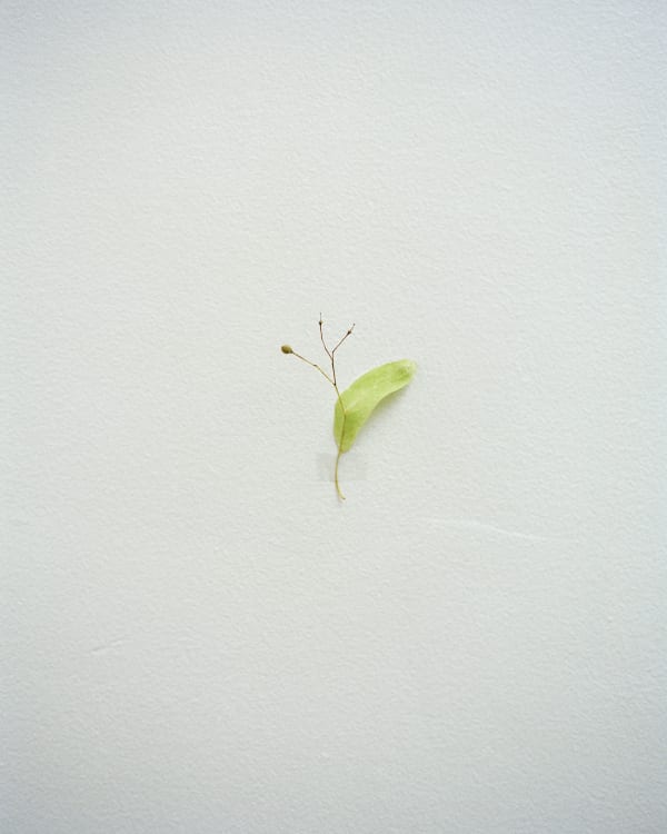 Chih-Chien Wang, Leaf on Wall with Tape, 2011