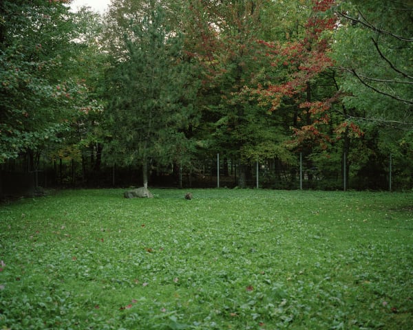 Chih-Chien Wang, Kangaroo #1, 2011