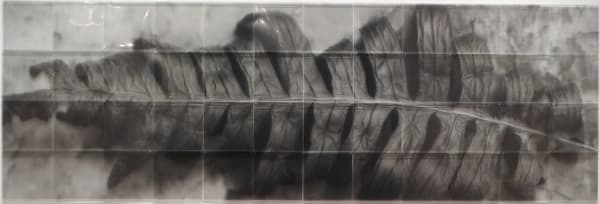Roberto Pellegrinuzzi, Constellation (Fougère IV), 2011