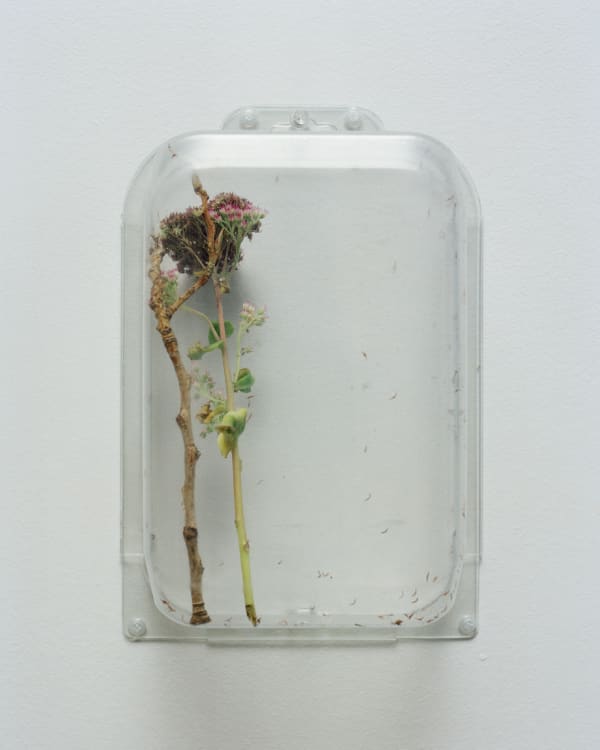Chih-Chien Wang, Two Items in a box #7, 2012