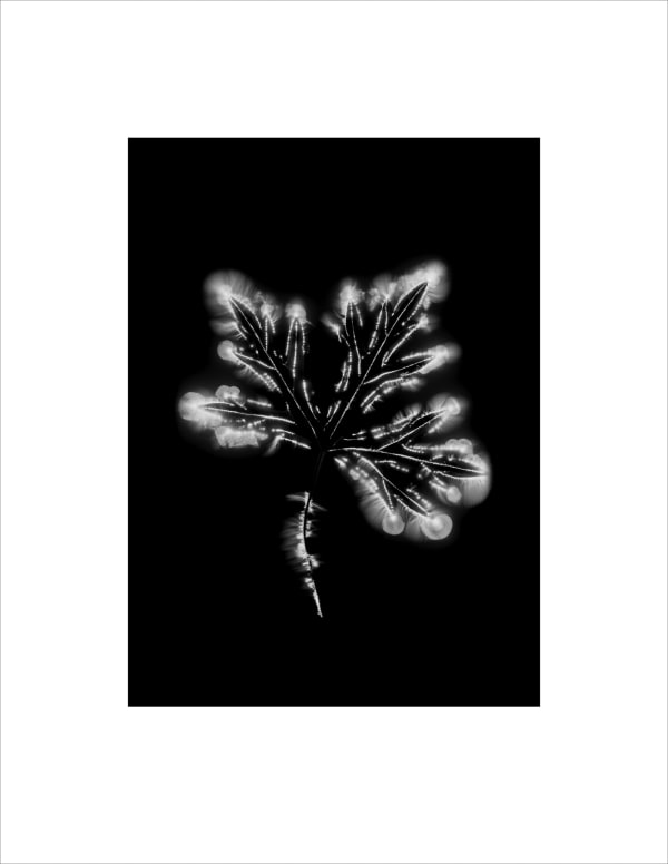 Marie-Jeanne Musiol, Corps de lumière no 644 (Géranium) / Bodies of Light no. 644 (Geranium), 2024