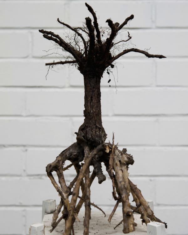 Chih-Chien Wang, Roots of Rose, 2016