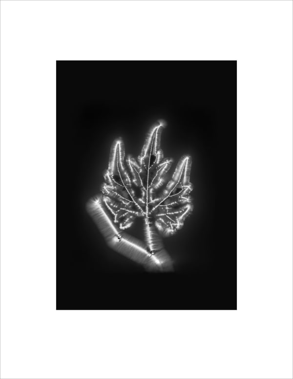 Marie-Jeanne Musiol, Corps de lumière no 1024 (Vigne) / Bodies of Light no. 1024 (Vine), 2024