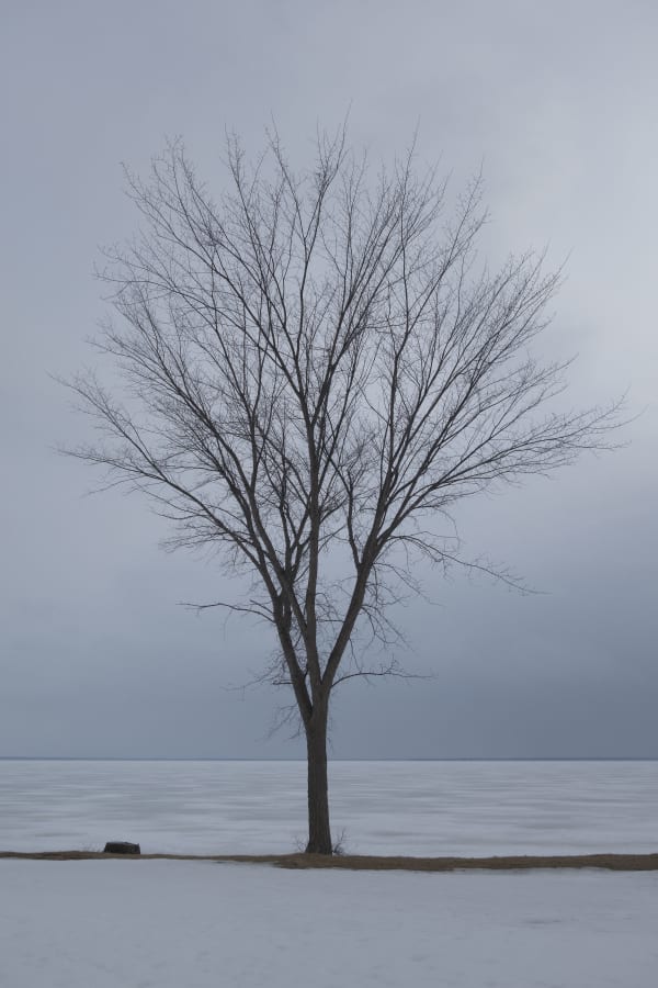 Chih-Chien Wang, Tree on snow-day, 2014