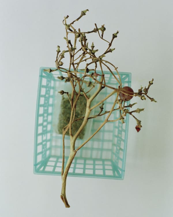 Chih-Chien Wang, Grape and Tea bag, 2005