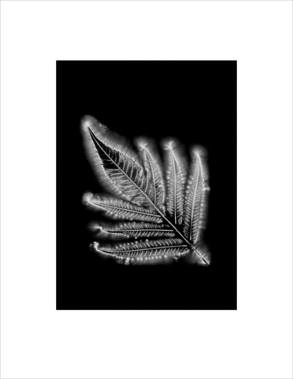 Marie-Jeanne Musiol, Corps de lumière no 931 (Vinaigrier) / Bodies of Light no. 931 (Sumac), 2022