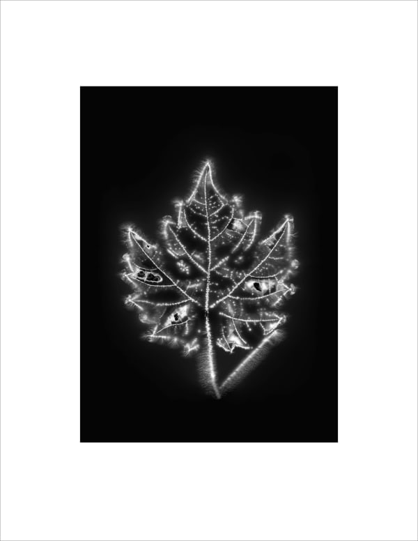 Marie-Jeanne Musiol, Corps de lumière no 1106 (Vigne) / Bodies of Light no. 1106 (Vine), 2024