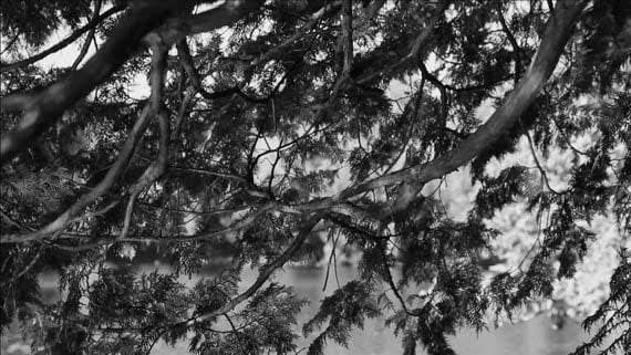 Marie-Jeanne Musiol, Champs de lumière, 2016