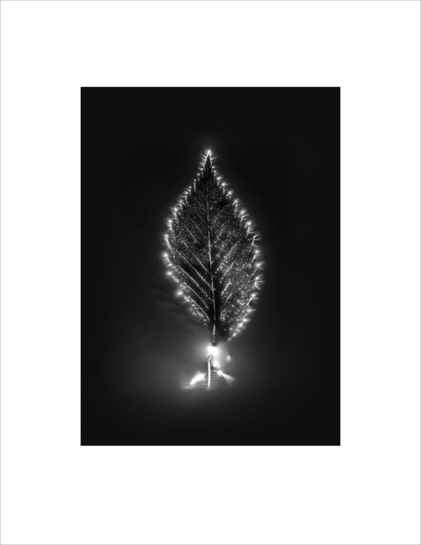 Marie-Jeanne Musiol, Corps de lumière no 439 (Orme) / Bodies of Light no. 439 (Elm), 2024