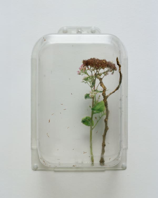 Chih-Chien Wang, Two Items in a box #4, 2012