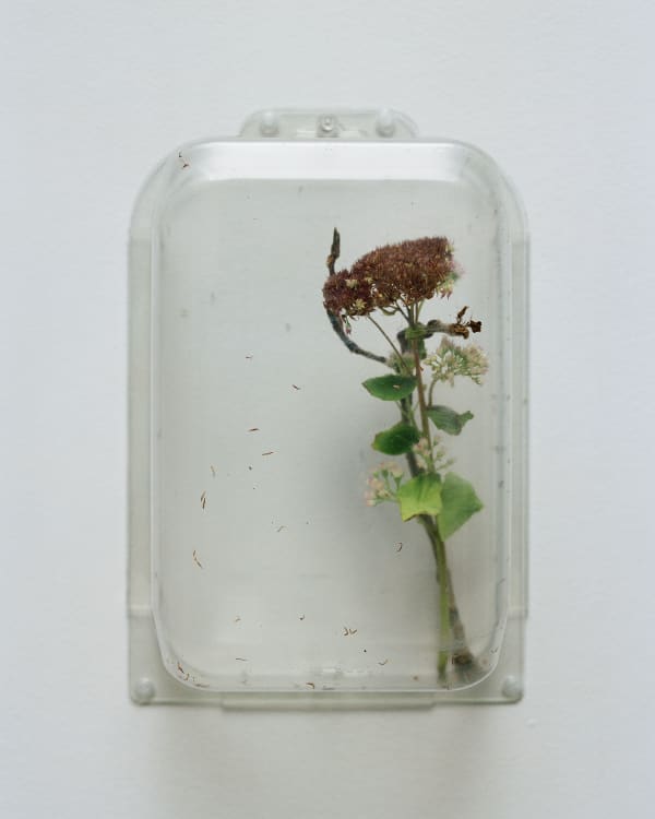 Chih-Chien Wang, Two Items in a box #5, 2012