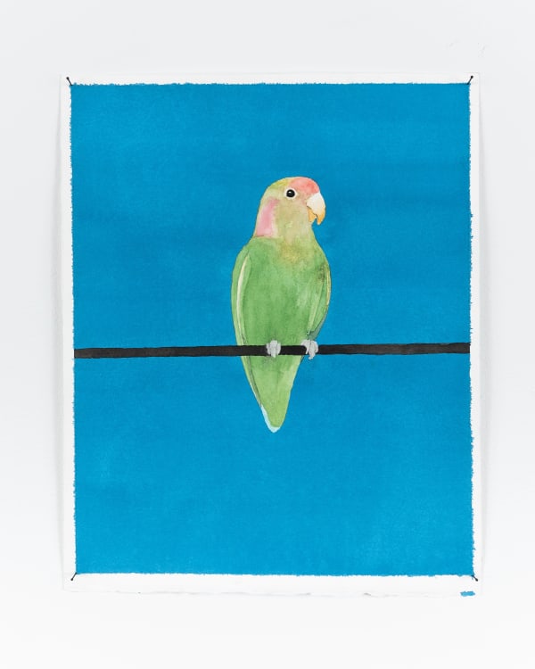 Ripley Whiteside, Rosy-faced Lovebird / Tame Animals Return to the Wild, 2022