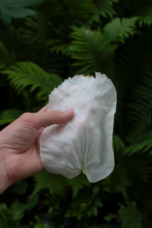 Chih-Chien Wang, White Leaf, 2021
