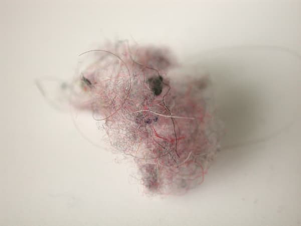 Karilee Fuglem, More Fluff (Particular) C, 2003