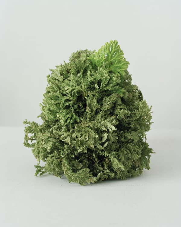 Chih-Chien Wang, Half Dried Plant #1, 2011