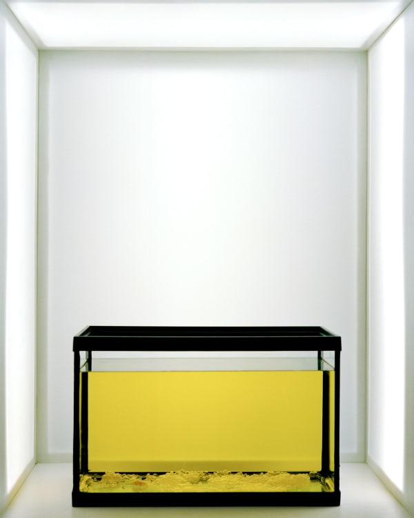 Chih-Chien Wang, Jelly Aquarium, 2008