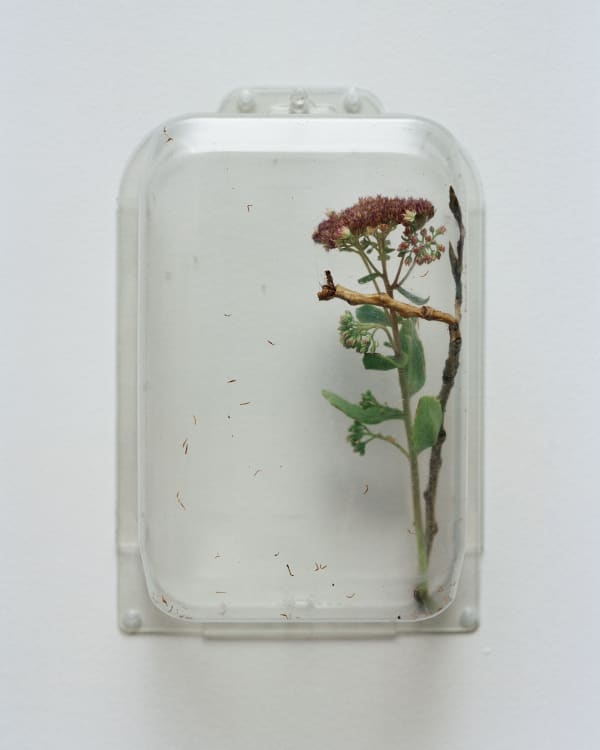 Chih-Chien Wang, Two Items in a box #2, 2012