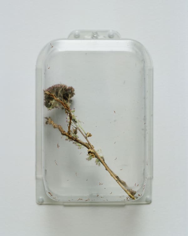 Chih-Chien Wang, Two Items in a box #8, 2012