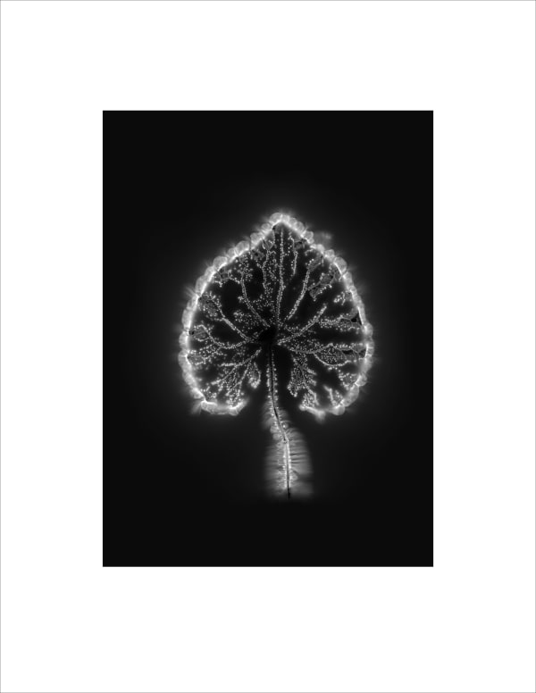 Marie-Jeanne Musiol, Corps de lumière no 1087 (Violette) / Bodies of Light no. 1087 (Violet), 2019