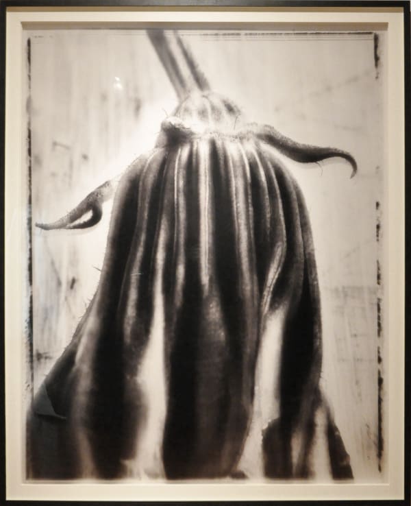 Roberto Pellegrinuzzi, Nature morte (Fleur de courgette I) , 2012