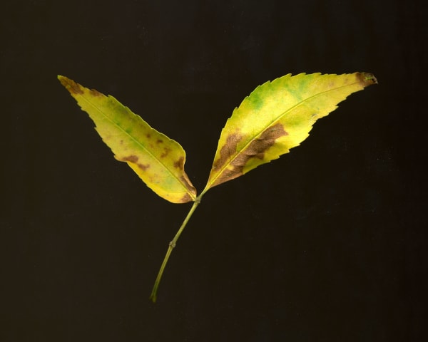 Chih-Chien Wang, Found Object / Leaf #2, 2011