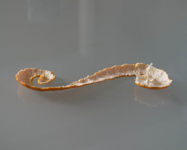 Chih-Chien Wang, Orange Skin Tree, 2017