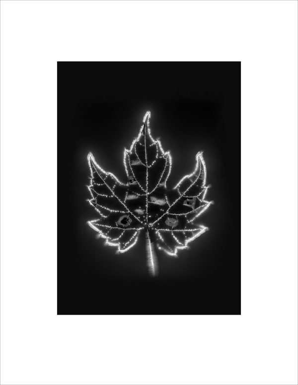 Marie-Jeanne Musiol, Corps de lumière no 900 (Vigne) / Bodies of Light no. 900 (Vine), 2024