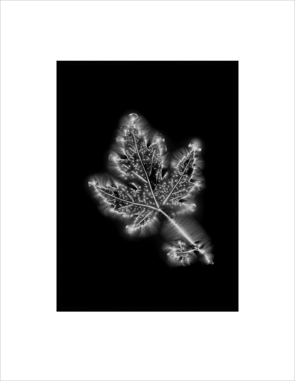 Marie-Jeanne Musiol, Corps de lumière no 917 (Érable) / Bodies of Light no. 917 (Maple), 2019