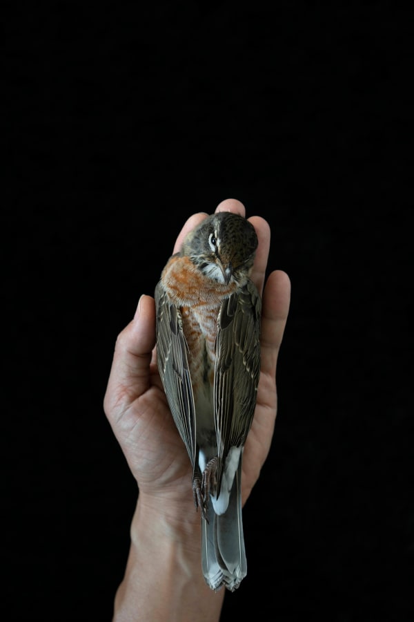 Chih-Chien Wang, Holding A Bird, 2021