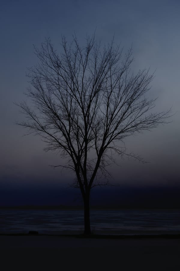 Chih-Chien Wang, Tree on snow-night, 2014