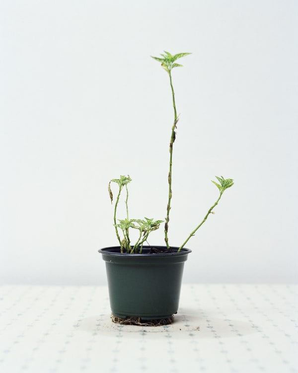 Chih-Chien Wang, Pot and Roots #2, 2011