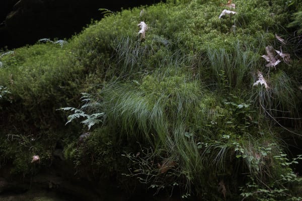 Chih-Chien Wang, Hairy Grass, 2020
