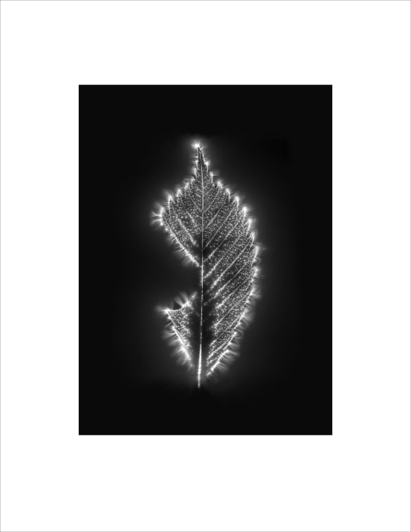 Marie-Jeanne Musiol, Corps de lumière no 404 (Orme) / Bodies of Light no. 404 (Elm), 2024