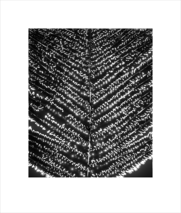 Marie-Jeanne Musiol, Corps de lumière no 26 GR (Fougère) / Bodies of Light no. 26 GR (Fern), 2024