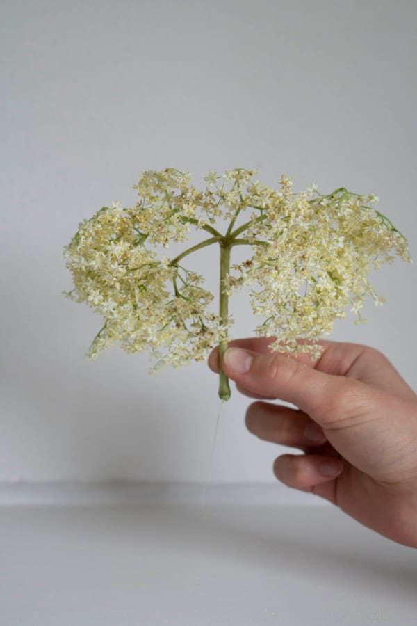Chih-Chien Wang, A Cluster Of White Flowers, 2021
