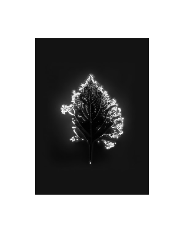 Marie-Jeanne Musiol, Corps de lumière no 618 (Lamier) / Bodies of Light no. 618 (Deadnettle), 2024