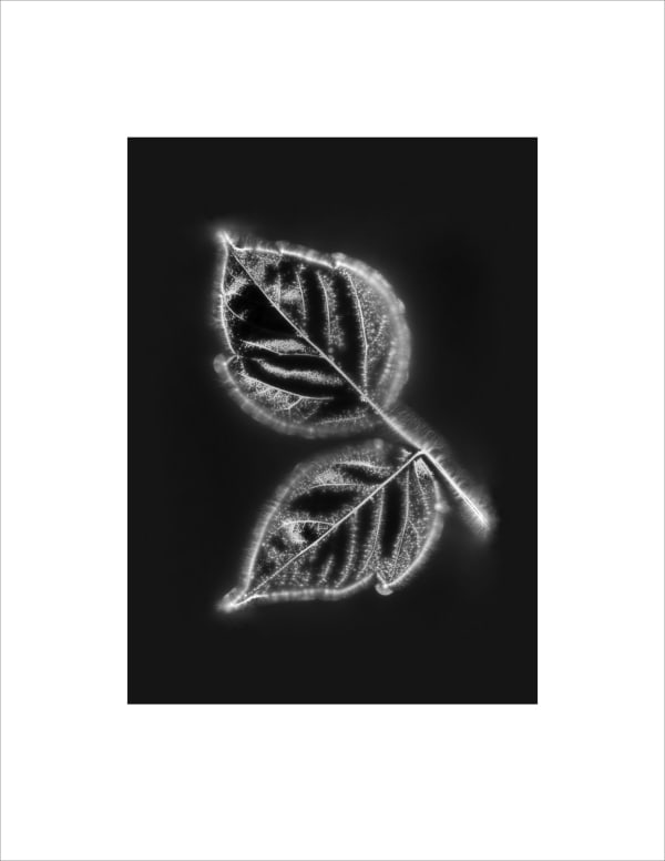 Marie-Jeanne Musiol, Corps de lumière no 1138 (Érable) / Bodies of Light no. 1138 (Maple), 2024