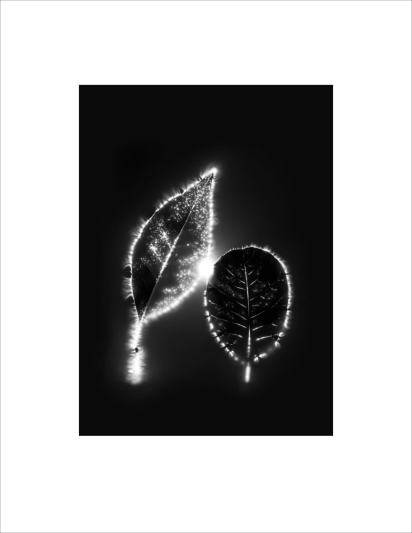 Marie-Jeanne Musiol, Corps de lumière no 186 (Frêne et amélanchier) / Bodies of Light no. 186 (Ash and amelanchier), 2024