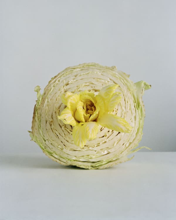 Chih-Chien Wang, Cabbage Flower #1, 2011