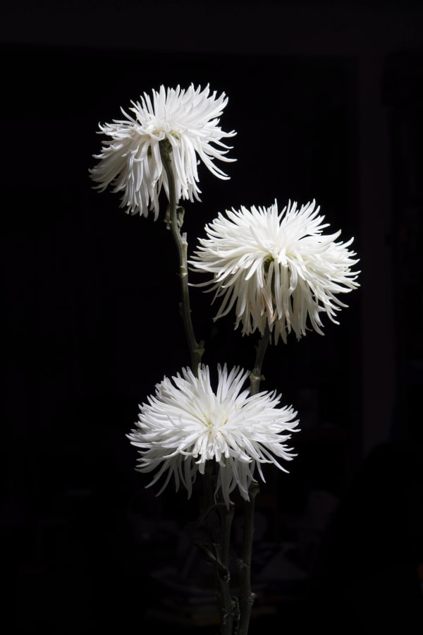 Chih-Chien Wang, Three White Flowers In Darkness, 2021